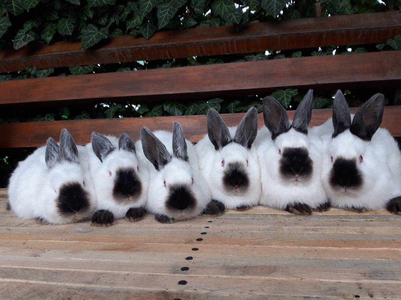 Iepuri Californieni foto 4