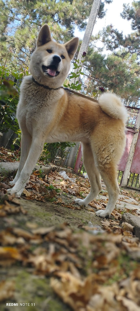 Akita-Inu foto 0