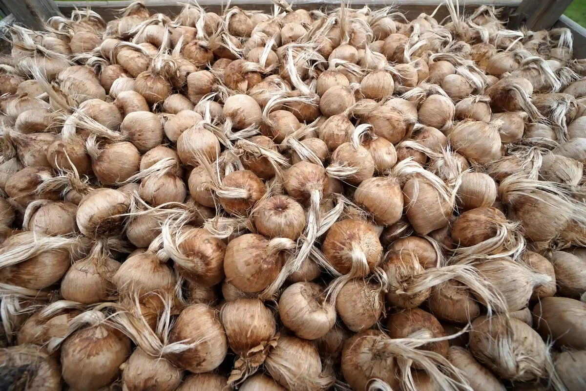 Bulbi de Şofran foto 0