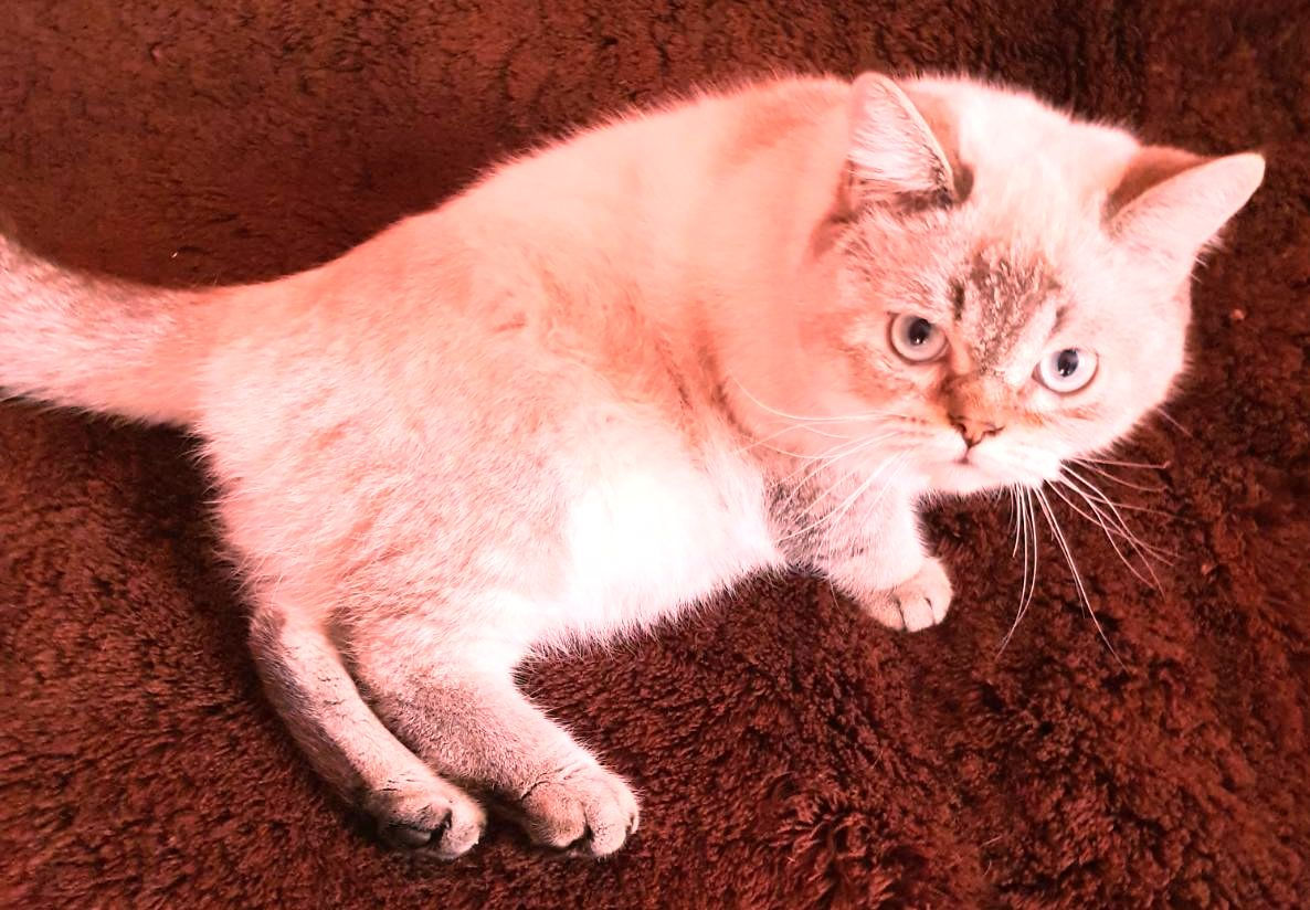 Motan Golden Chinchilla Point (Blue eyes) pt împerechere фото 5