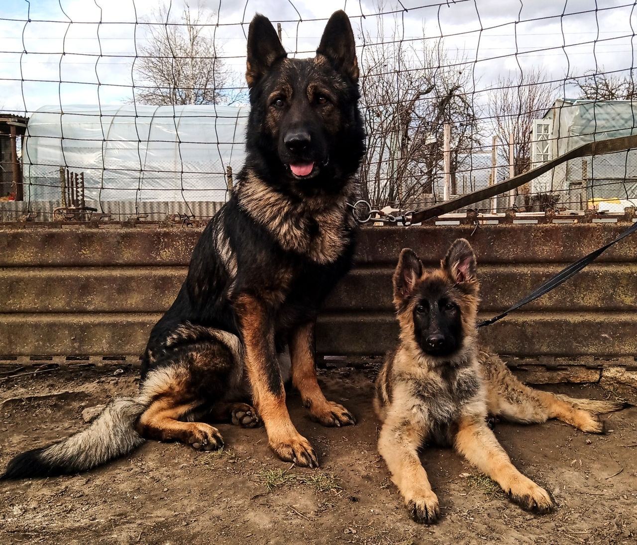 Щенки Немецкой Овчарки