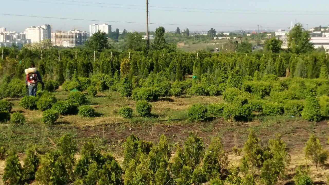 pepiniera. Plante decorative vesnic verzi si frunza cazatoare in com. Tohatin, mun. Chisinau. foto 8