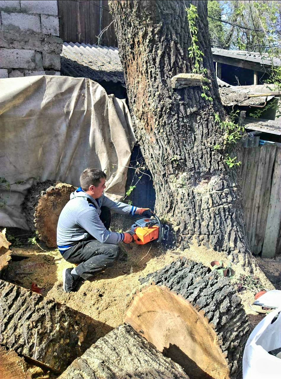 Пилим деревья Doborîm arbori periculoși foto 4