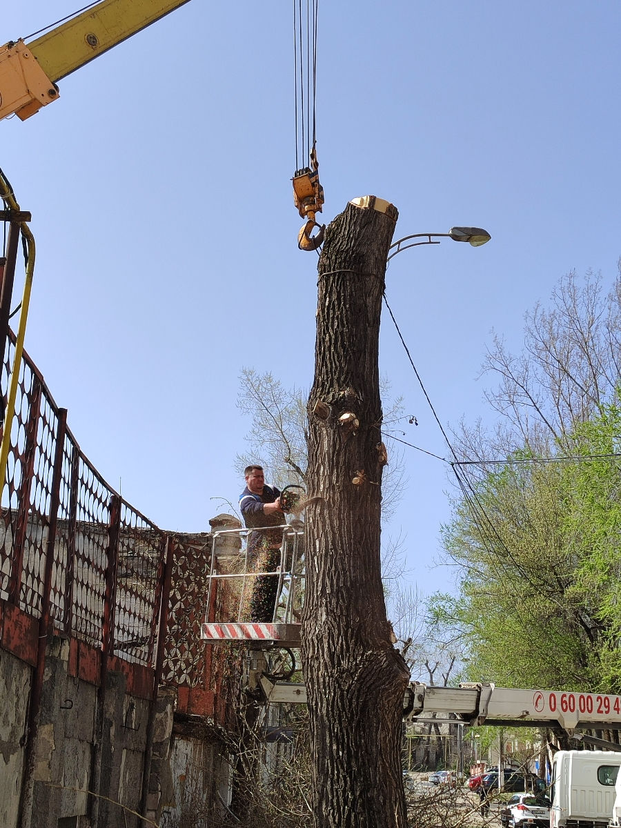 Doborîm arbori foarte mari și greu accesibili , lucrăm cu macaraua și autoturnul. foto 9