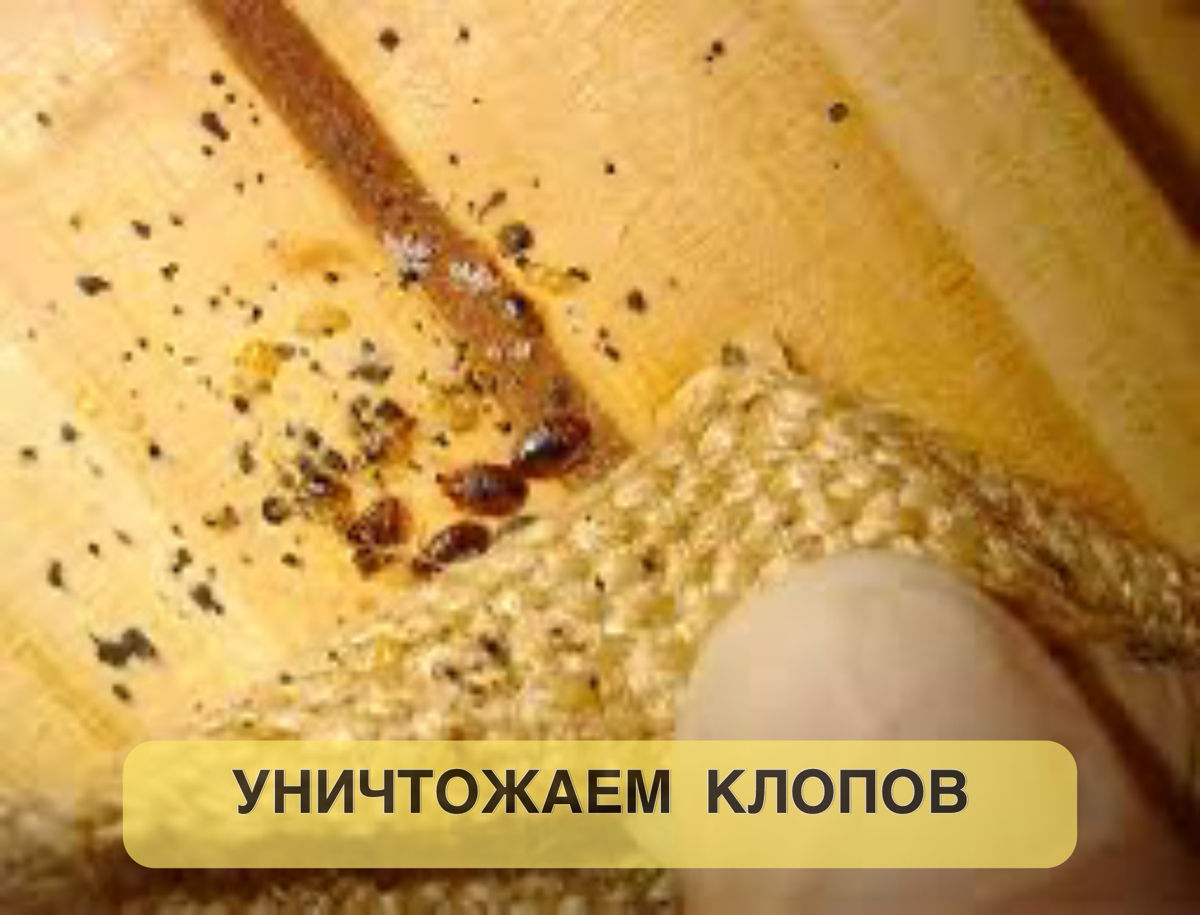 Санобработка тараканов, клопов, блох. Дезинфекция , Дезинсекцыя , Дератизация foto 2