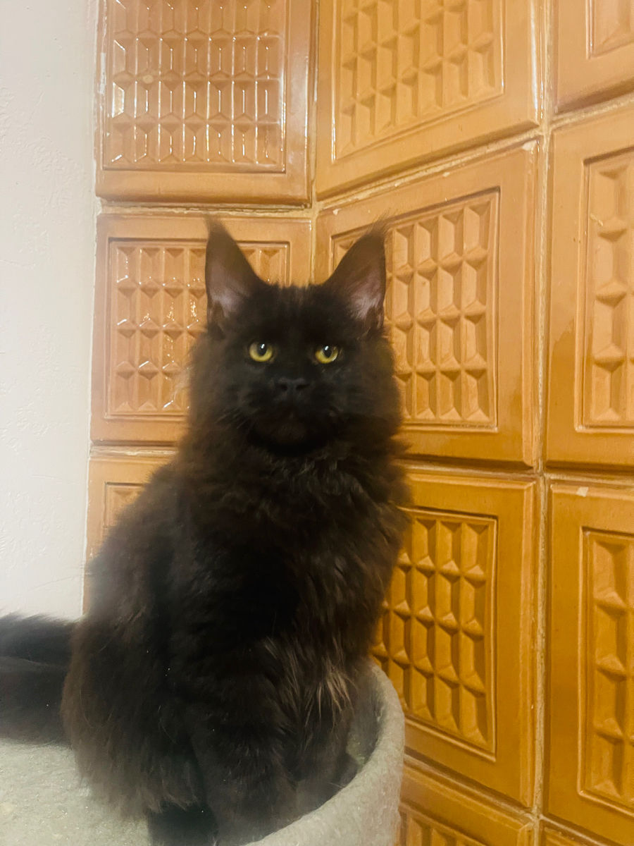 Pisoi gigant mein coon de vânzare.Продаются котята породы мейн кун foto 0