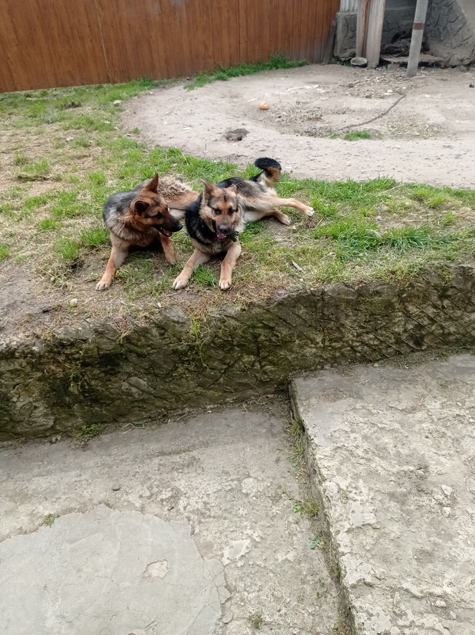 Dăruiesc doi câini de rasă ciobănesc german mascul și femelă mari  foto 0