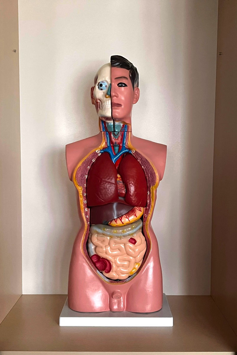 Manechin medical anatomic foto 0
