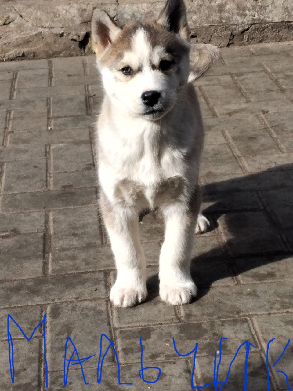 Продам Хаски