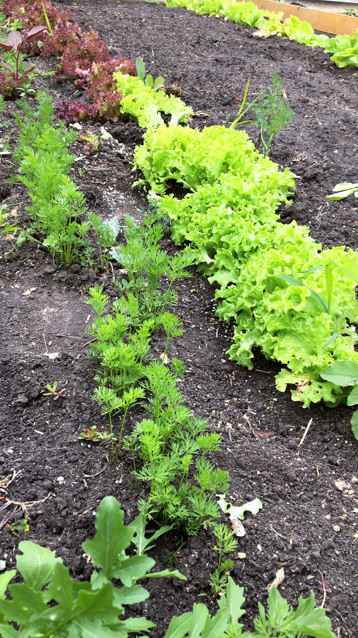 Perlit agricol. Перлит для растений. foto 7