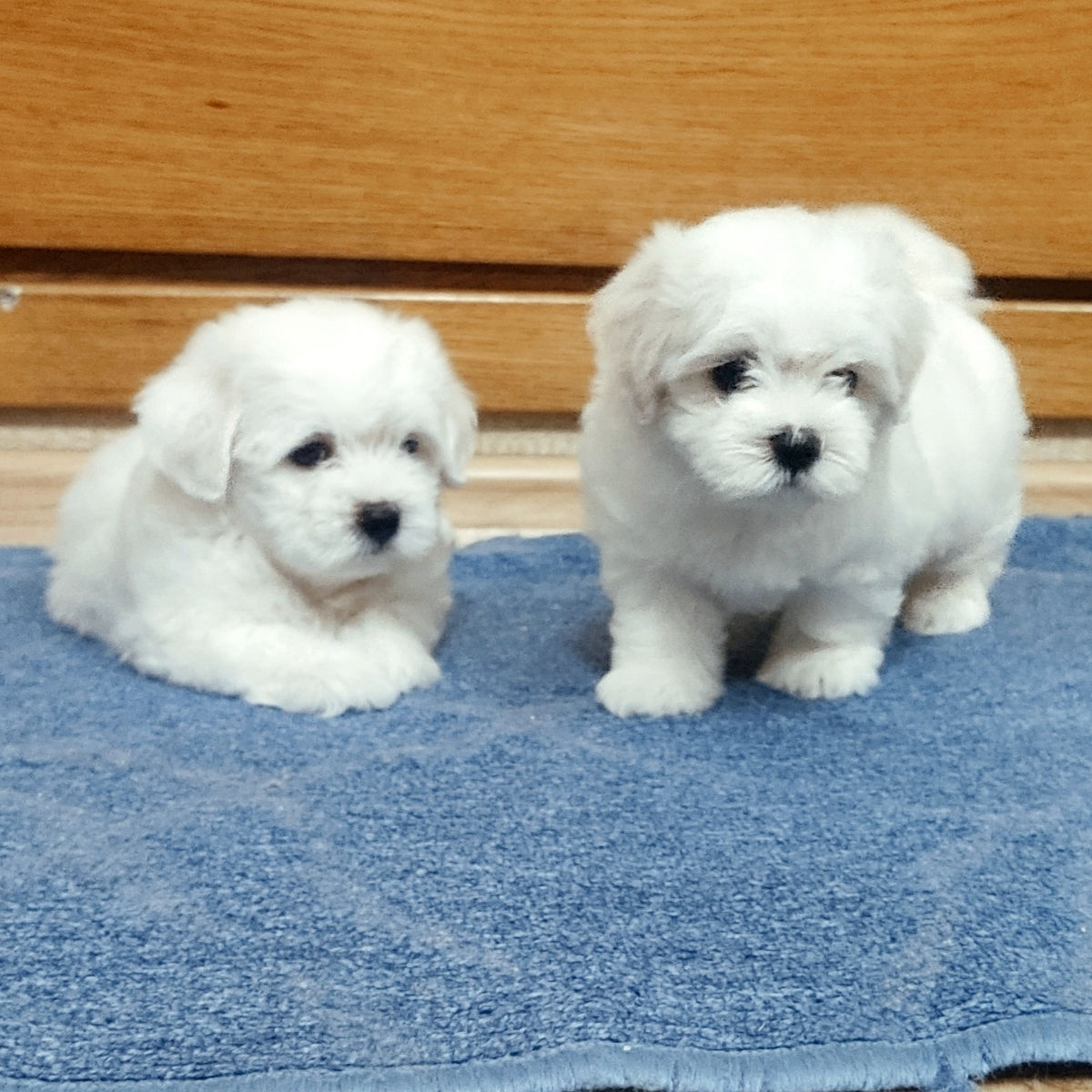 Мальтезе (Мальтийская болонка)!