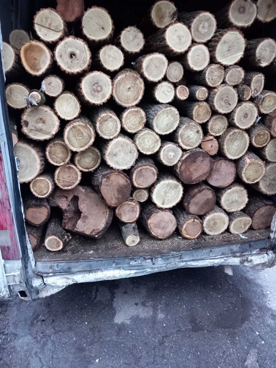 Direct de la pădurar foto 0