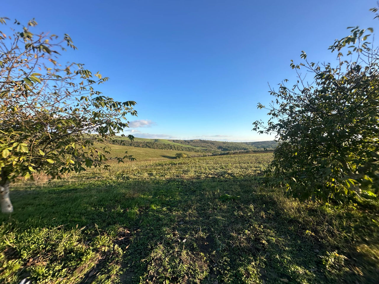 Vindem Teren Agricol cu Livadă 10ha+viță de vie 4ha+5ha  teren arabil. Țepoaia, comunaTigheci, Leova foto 19