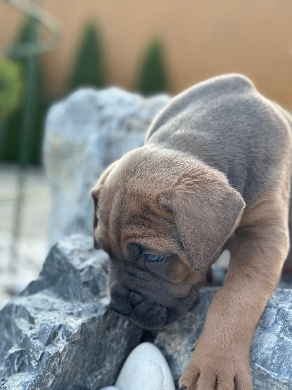 Cane corso pui FCI foto 6