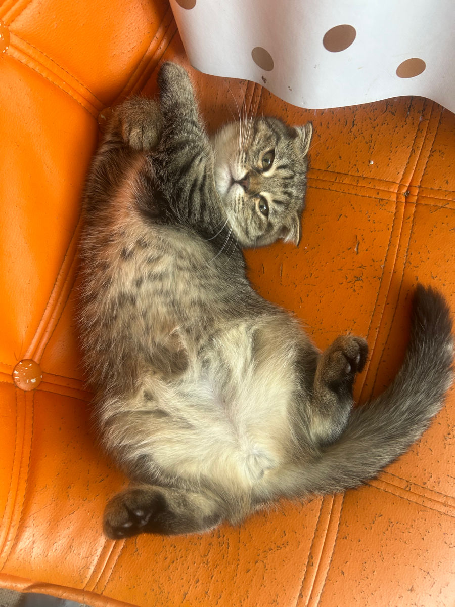 Котята скоттиш фолд / скоттиш страйт фото 0