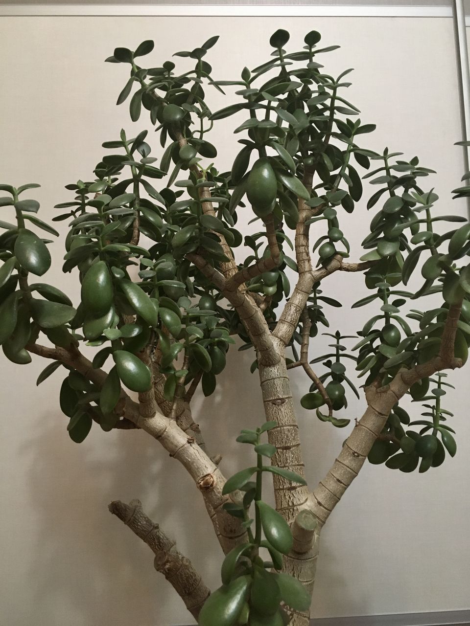 Vind Crassula / copacul banului / planta norocoasa! Продаю Толстянка ...
