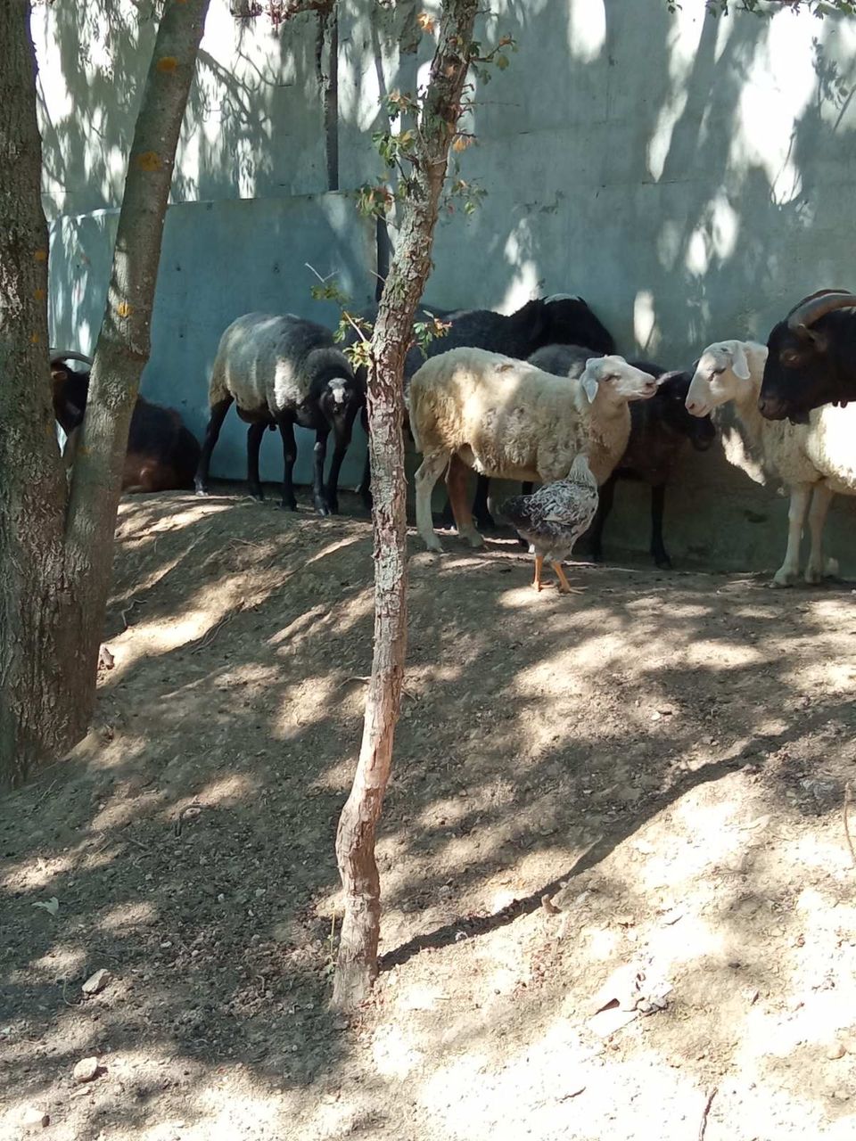 Assaf, rasa mixta de oi cu o carne frageda si o productie mare de lapte foto 2