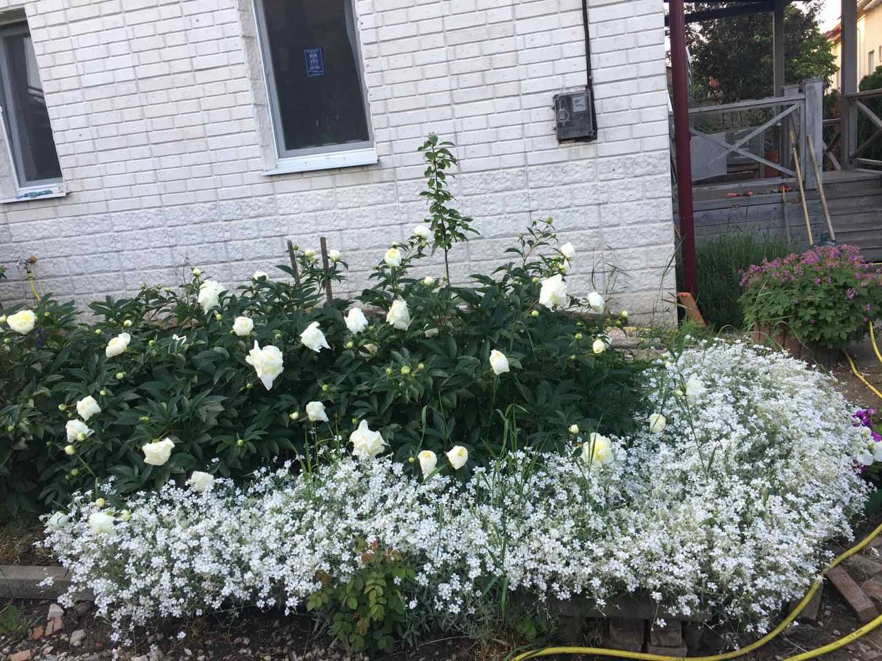 Таунхаус! Дурлешты!