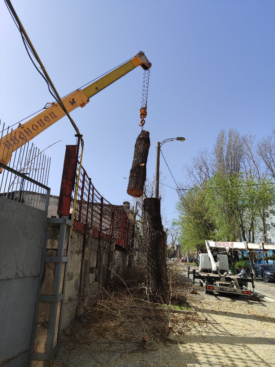 Doborîm arbori foarte mari și greu accesibili , lucrăm cu macaraua și autoturnul. foto 8