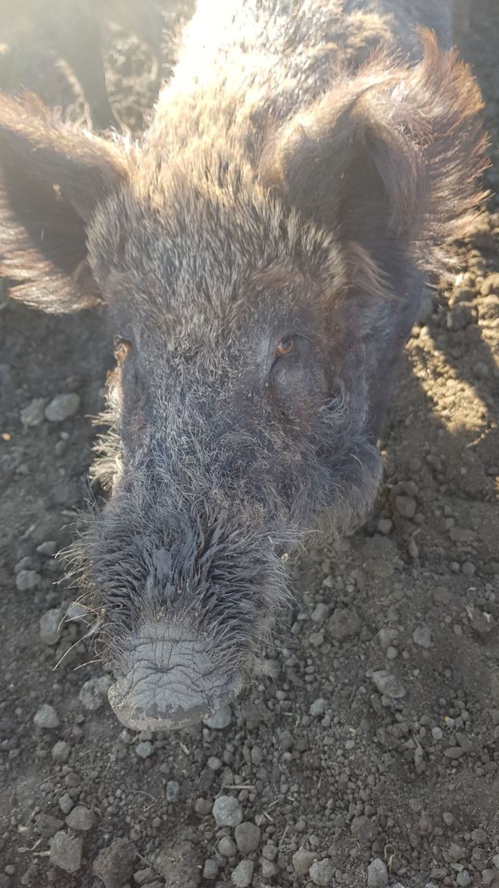 Carne de mistret, pasari (gaini, cocosi, rate, giste, curcani, etc) foto 0
