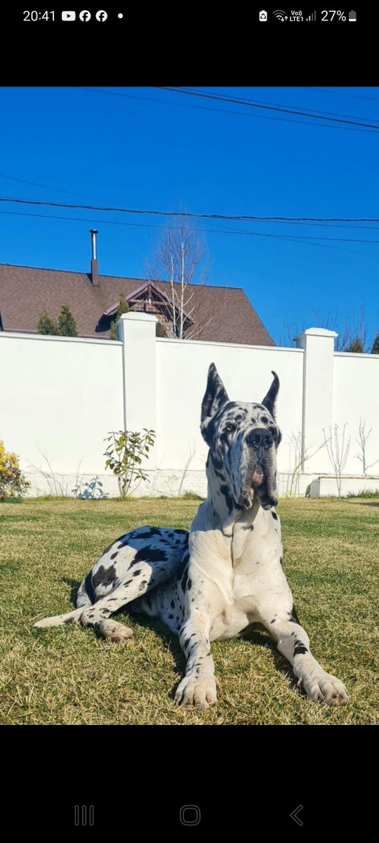 Montă dog german  foto 2
