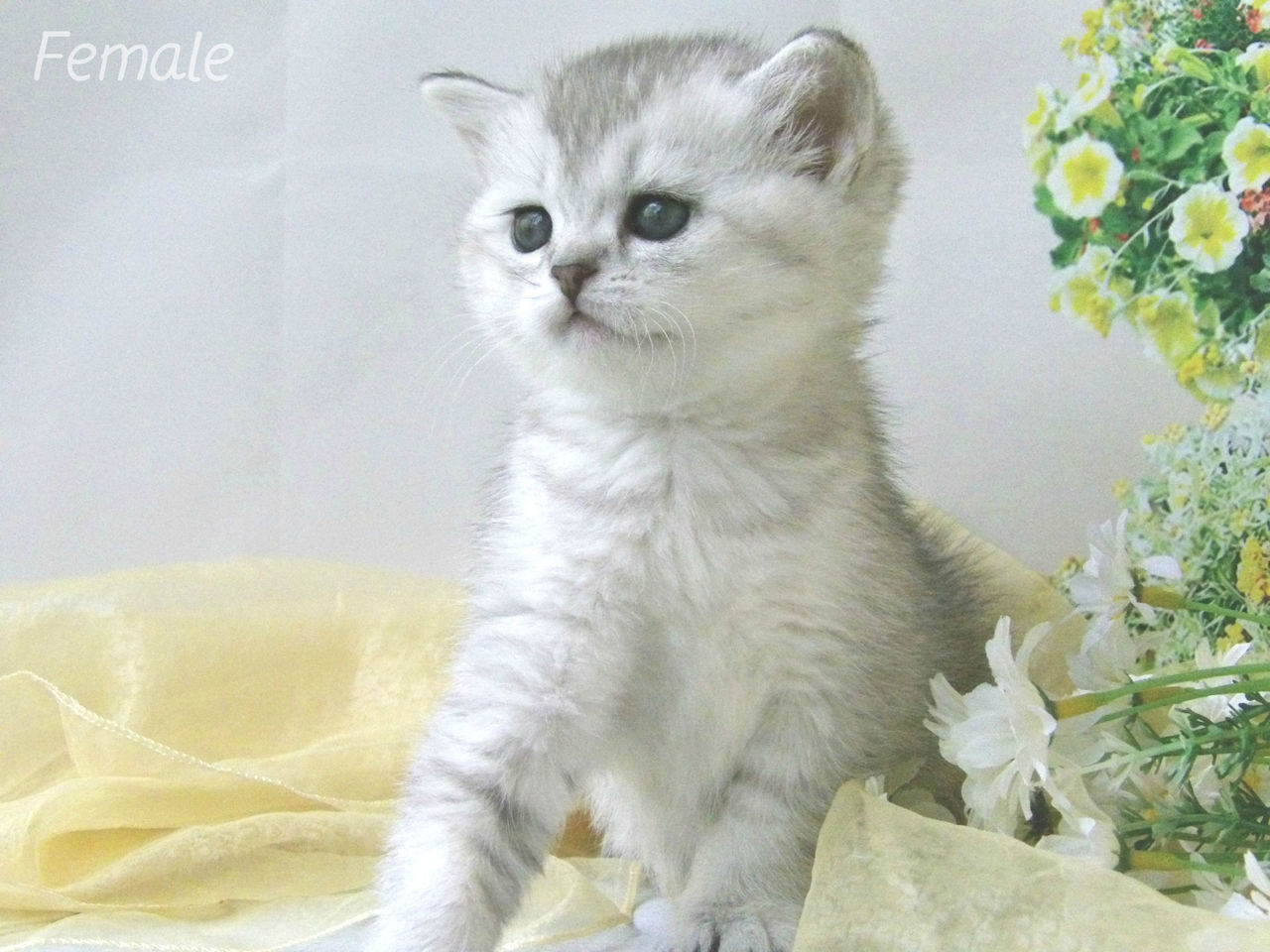 Кошки Шиншиллы Фото Цена
