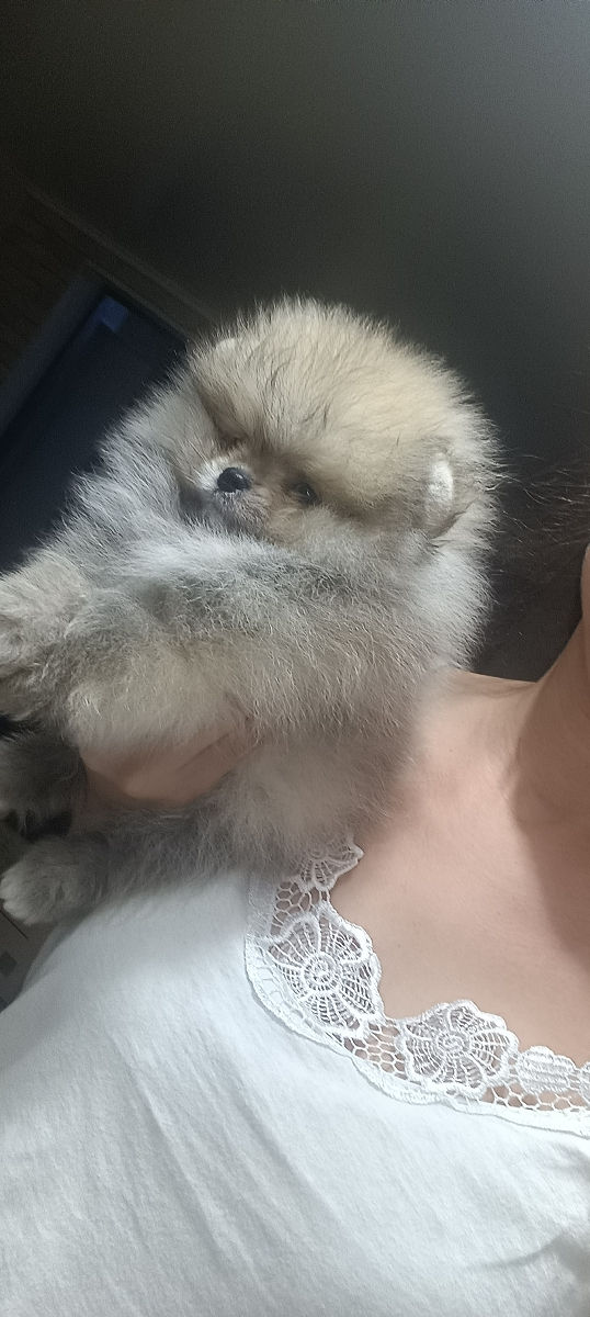 Срочно!!!spitz pomeranian(mini toy) foto 3