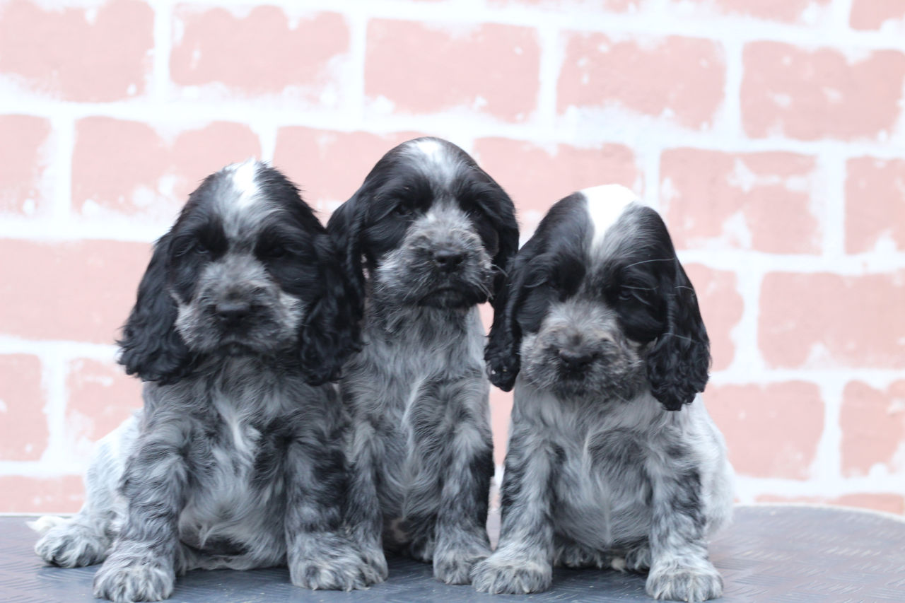 Английский кокер спаниель- cocker spaniel