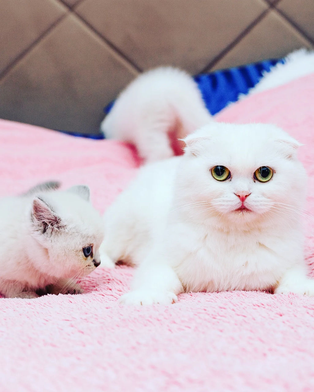 Шикарные Котята разных окрасов Шотландские Scottish Stright Scottish Fold фото 1
