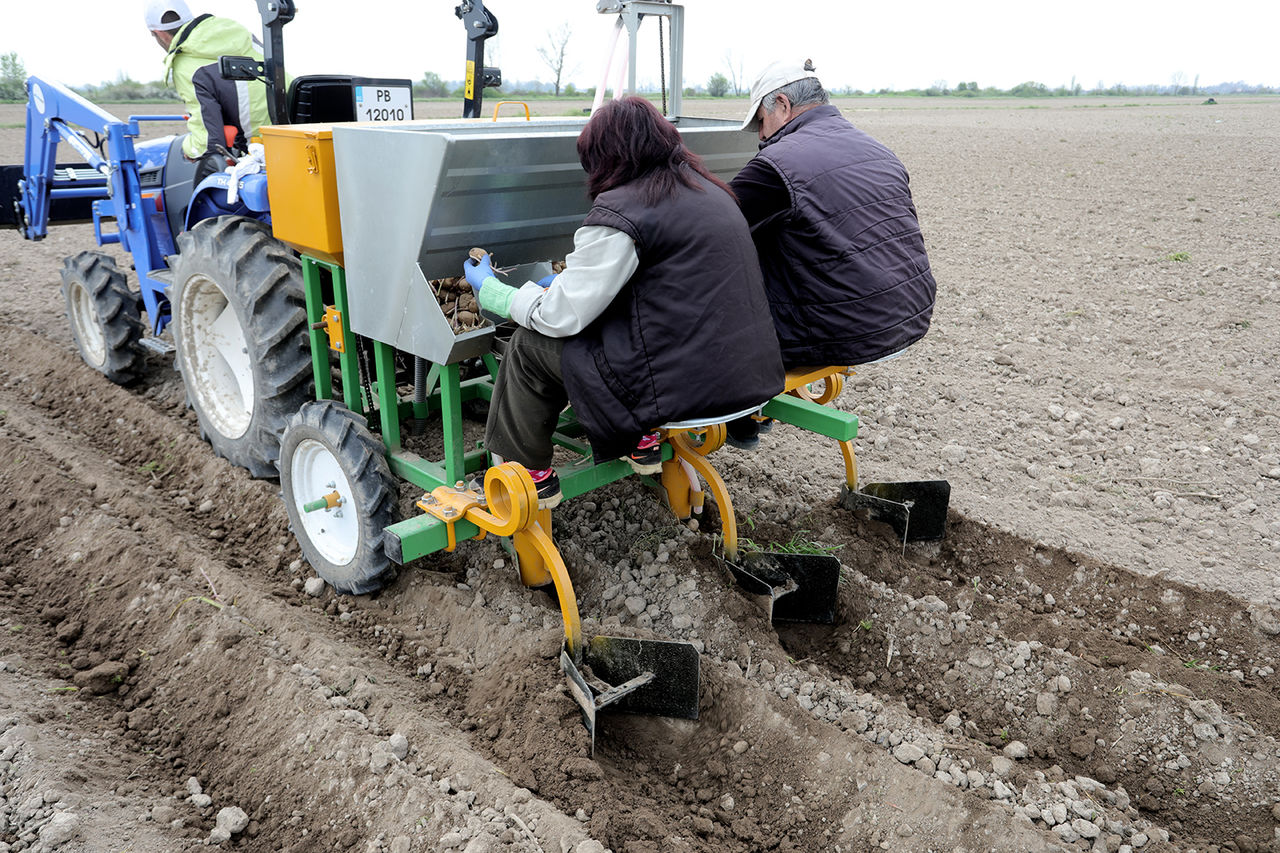 Se vinde mașină de plantat cartofi cu 2 rânduri si distribuitor de îngrășământe foto 5