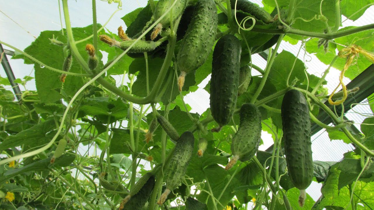 Натуральное биоудобрение (biohumus) для домашних цветов, газонов, рассады садов, теплиц и полей ... фото 7