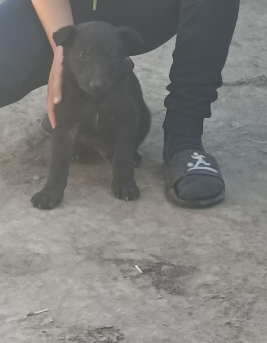 Продам ,шенка ,овчярка,кабель,1 месяц и одна неделя)