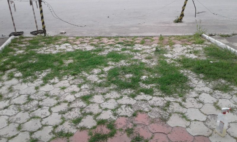 Soluție pentru buruian teracotă. (s.special pentru livezi , viță de vie,perimetru casă) foto 5
