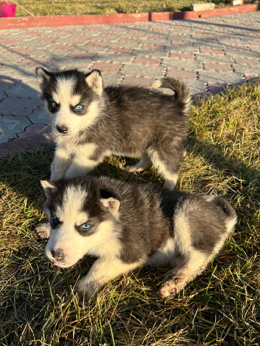 C elu i Husky