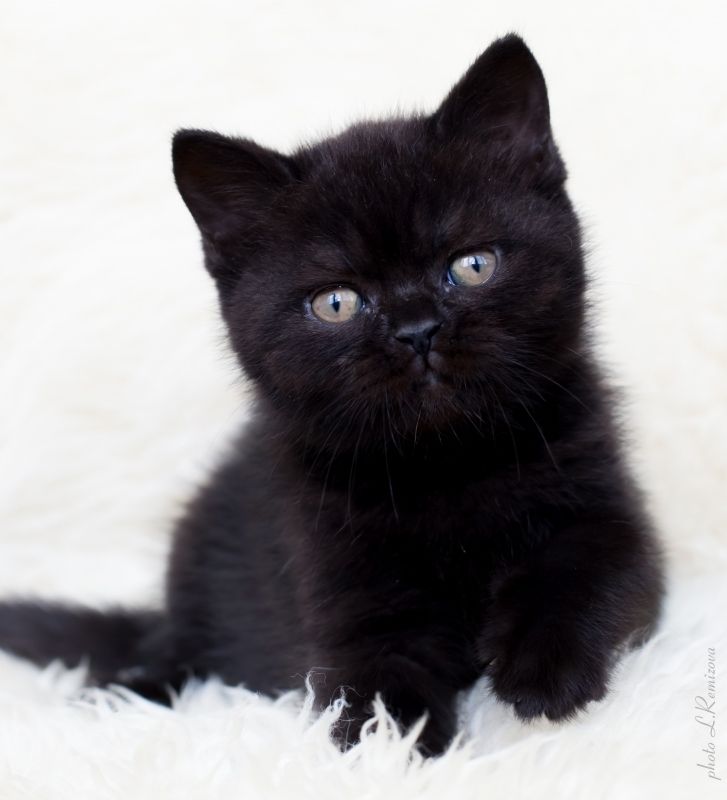 Британский кот фото черный кот