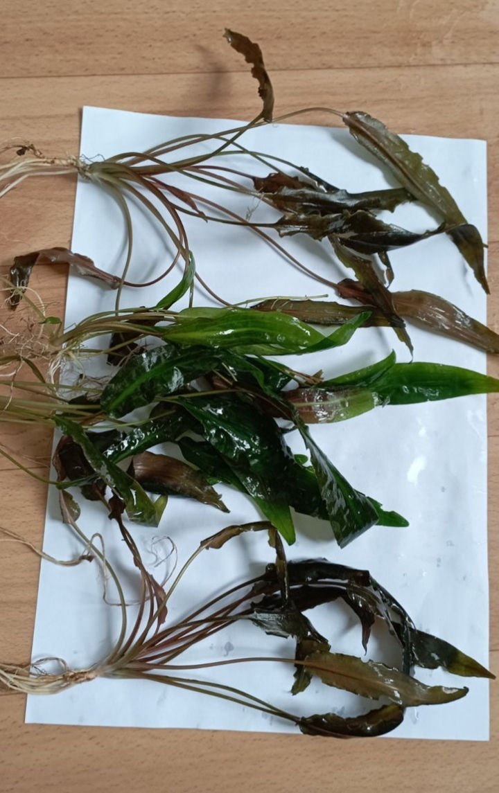 Plante acvariu: Anubias - 50 lei, Clodophorya - 50 lei, Cryptocoryne Wendtii - 30 lei. foto 2