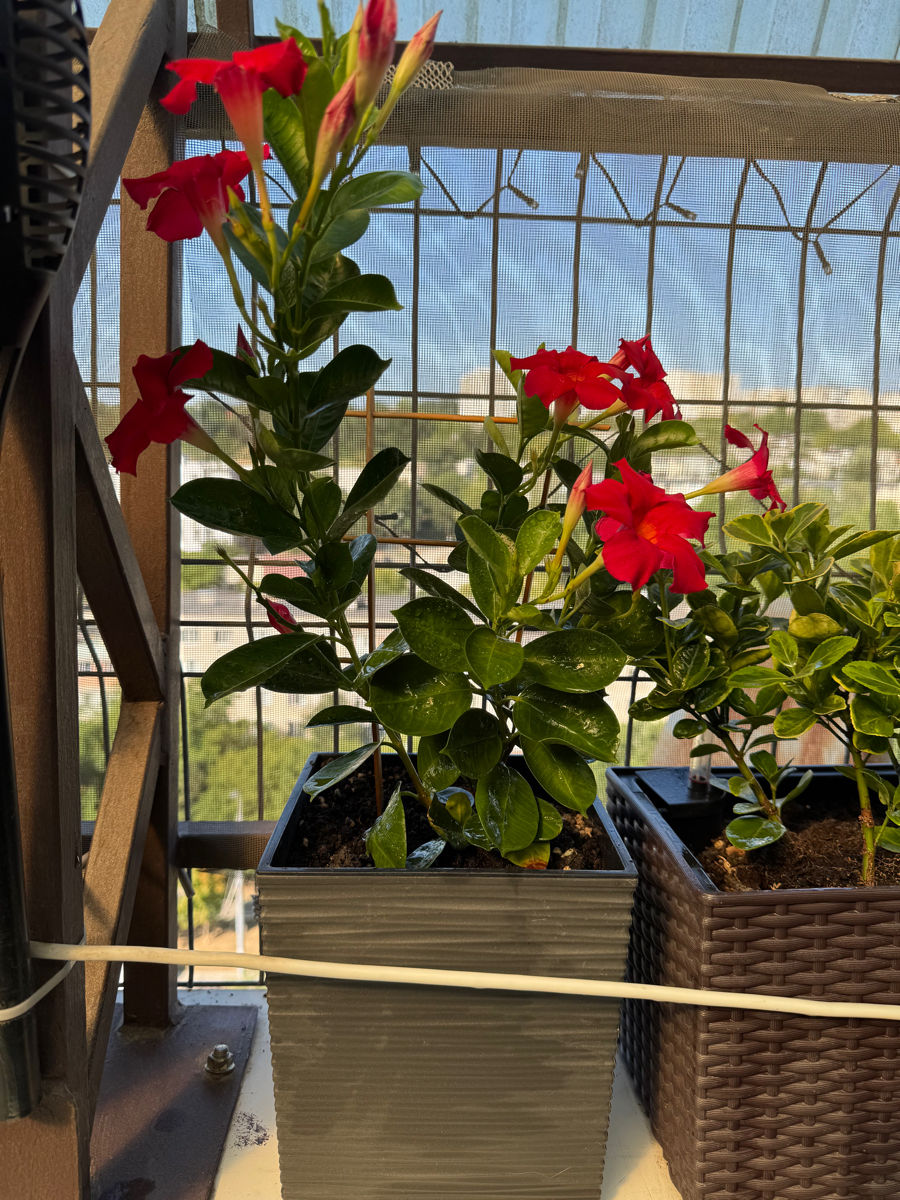Vind Dipladenia foto 0