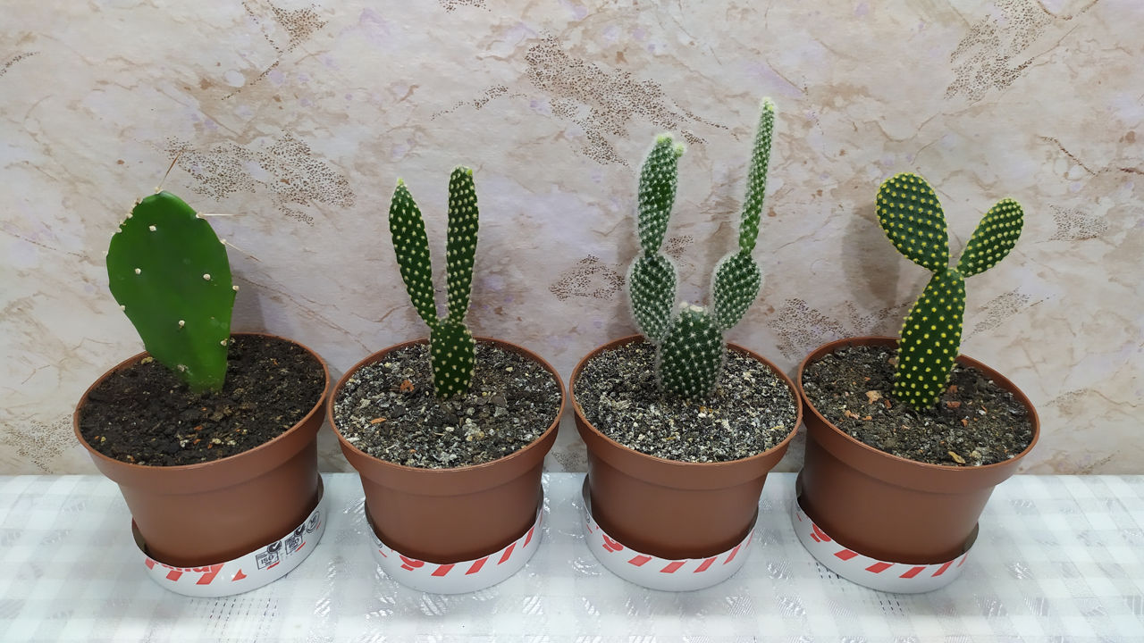 Cactus.Livrare. / Кактус. Доставка. foto 4