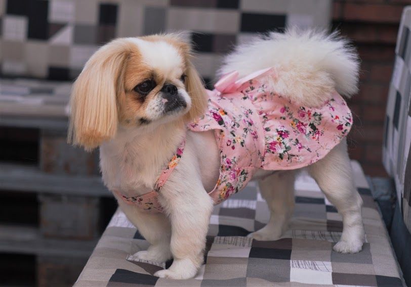 Зоосалон "Mister Dog" предлагает парикмахерские услуги для животных! 350 лей фото 1