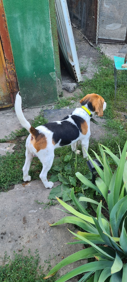 Mascul Beagle La împerechere foto 0
