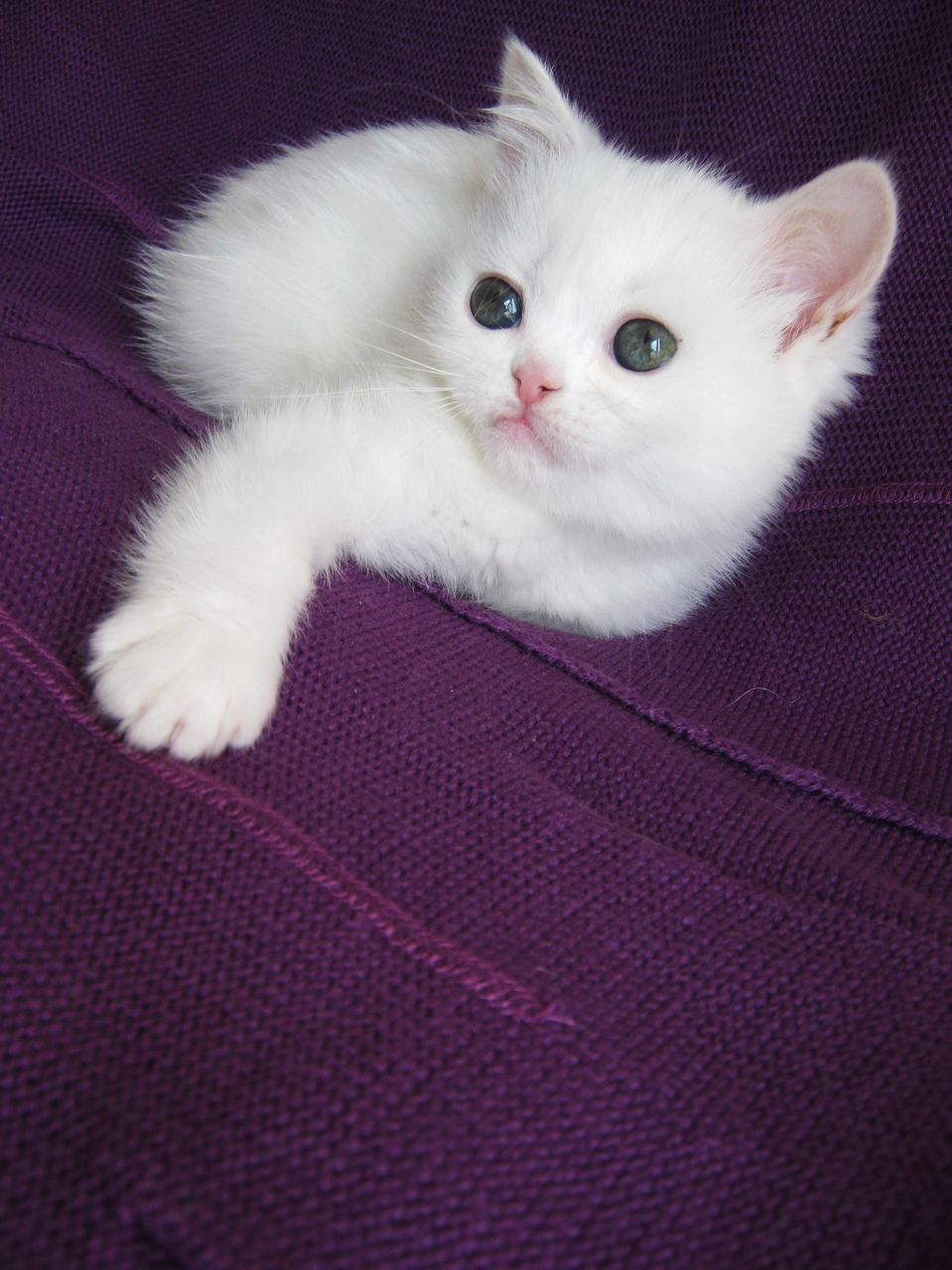 Купить кошку в тольятти. Британские котята беленькие. Белый котенок. Девочка с белым котенком. Белый британец.
