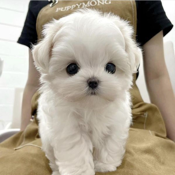 Mini Bichon Maltese catei cu livrare ! foto 1