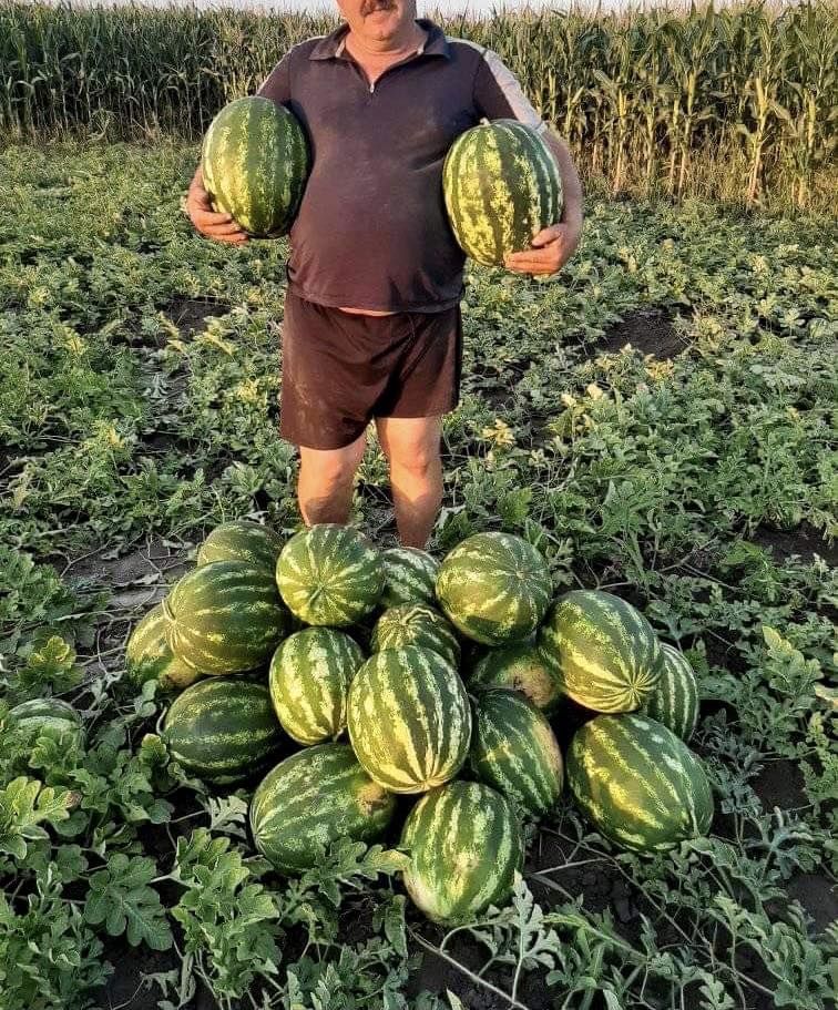 Cel mai mare asortiment de seminte de harbuz, zamos. foto 1