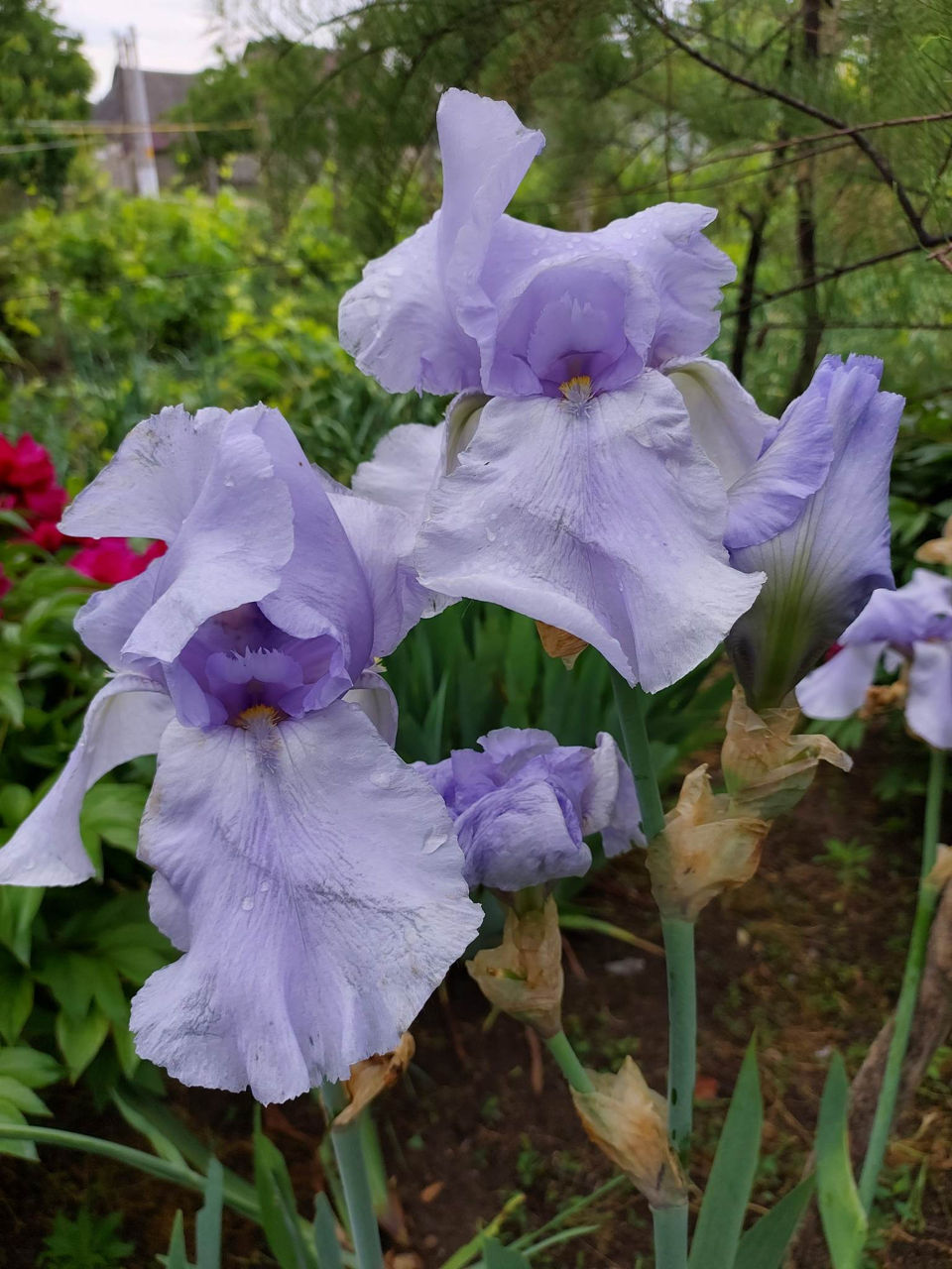 Iris Germanica. foto 5