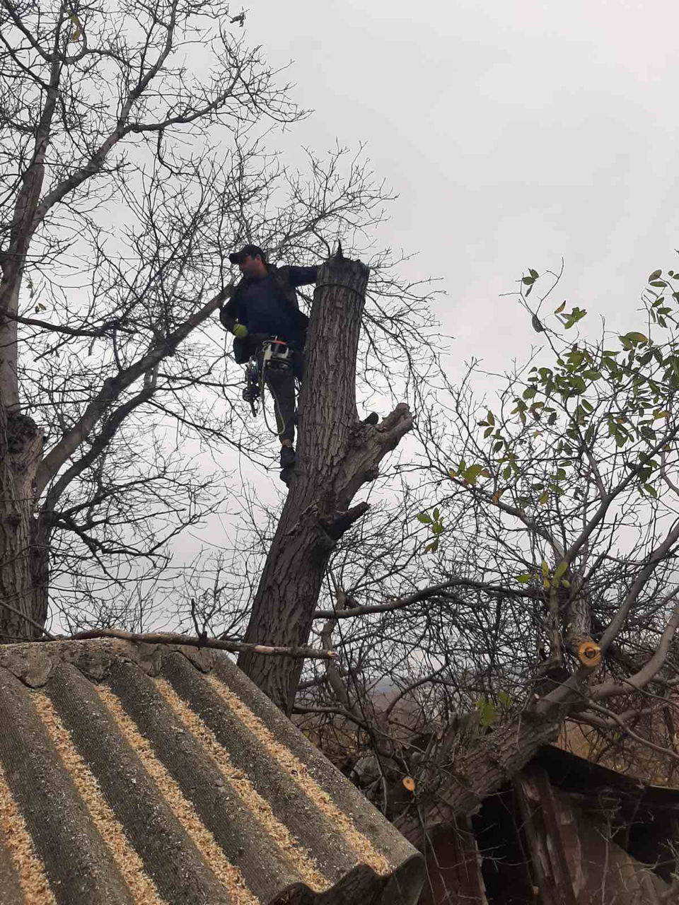 Tăierea copacilor! Toata Moldova foto 16