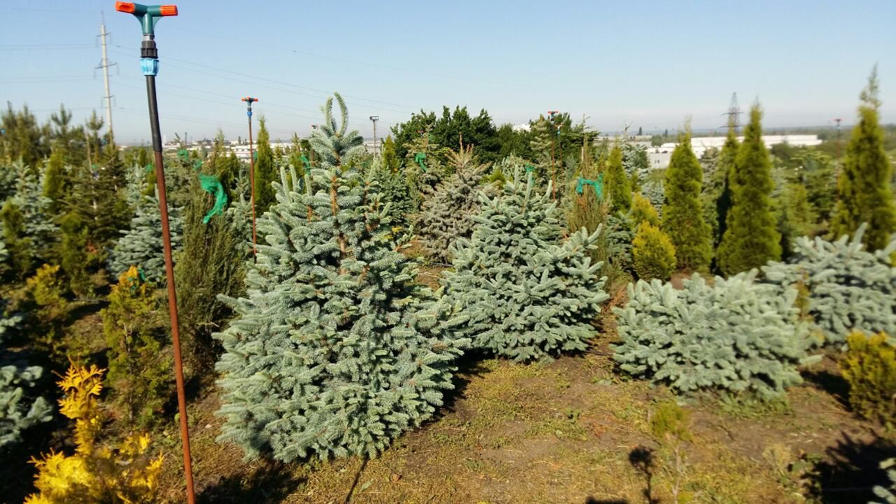pepiniera. Plante decorative vesnic verzi si frunza cazatoare in com. Tohatin, mun. Chisinau. foto 7