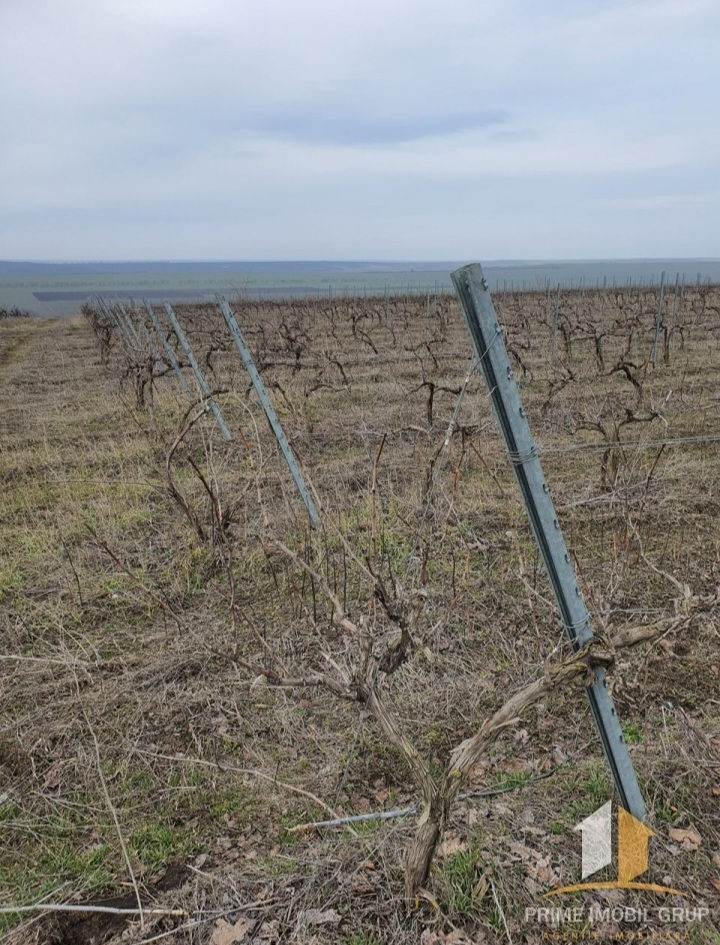 86 hectare de vita de vie Merlo Caberne foto 3