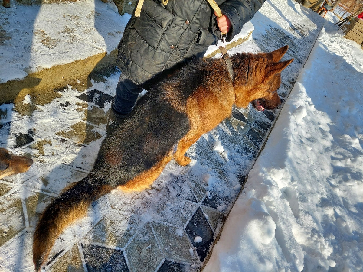 Vind catei de rasa Ciobanesc German virsta 2 luni foto 1