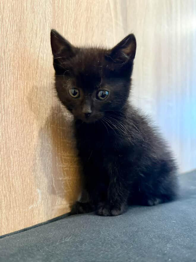 Срочно нужно дом котятам! Помогите спасти малышей foto 1