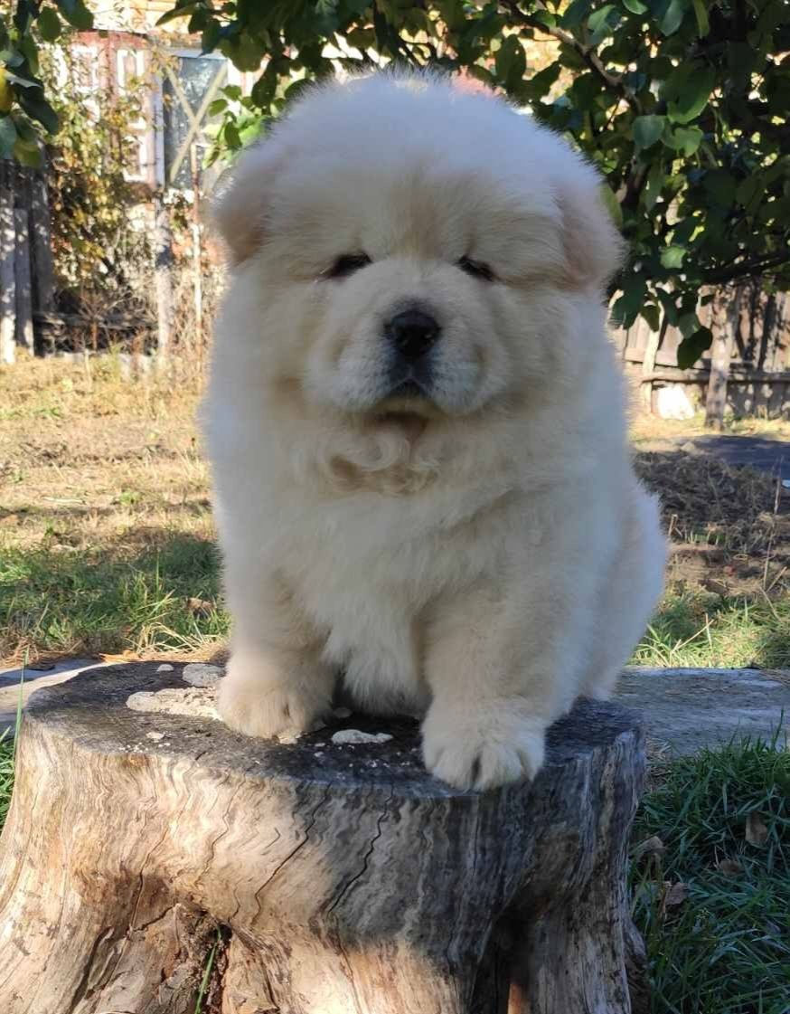 Чау чау (Chow chow) foto 2